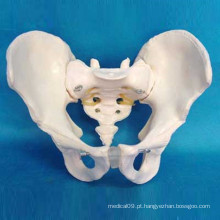 Modelo de Esqueleto de Pelve Masculina Adulto para Ensino Médico (R020803)